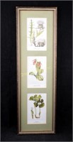 3 Vintage Lee Adams Botanical Art Prints