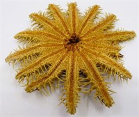 7.5" Crown of Thorns Starfish