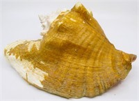 10" Queen Conch Sea Shell