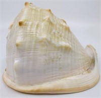 7" Queen Horned Helmet Conch Sea Shell