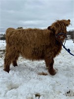 Mini Highlander heifer 34 in tall