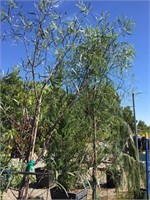 (2) 15 Gallon Willow Acacia Trees