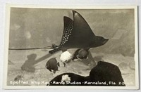Vintage RPPC Spotted Whip Ray Marine Studios!