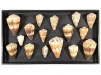 15 Cone Shells+