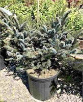 (2) Howell Dwarf Tiger Tail Bicolor Spruce -
