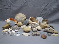 Assorted Decorative Beach Shells/Treasures