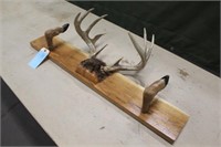 Whitetail Antler Mount, Approx 35"x6"