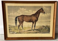 Framed Print Of Horse Named Lexington By Boston