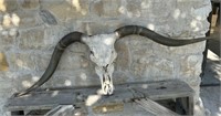 LONGHORN COW SKULL (GREAT CONDITION 51" TIP TO TIP