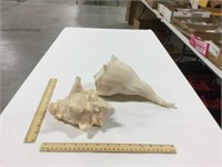 2 large seashells