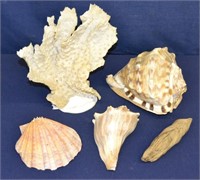 Lot Large Sea Shells, Coral & Drift Wood
