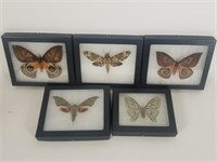 5 Preserved & Mounted Moths