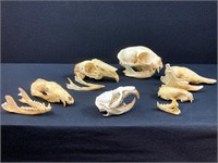 Animal Skulls