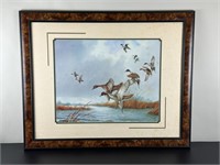 Vintage Framed Print - Pintail Ducks Setting