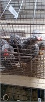 Barred rock chics