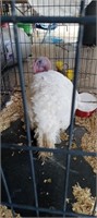 broad breasted tom turkey (heavy)