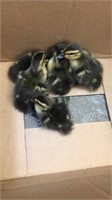 Mallord baby ducks