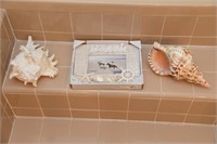 LARGE SEA SHELLS, DECOR