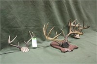 (3) Assorted Deer Antlers