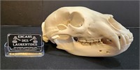 Crâne d'ours noir avec toutes ses dents