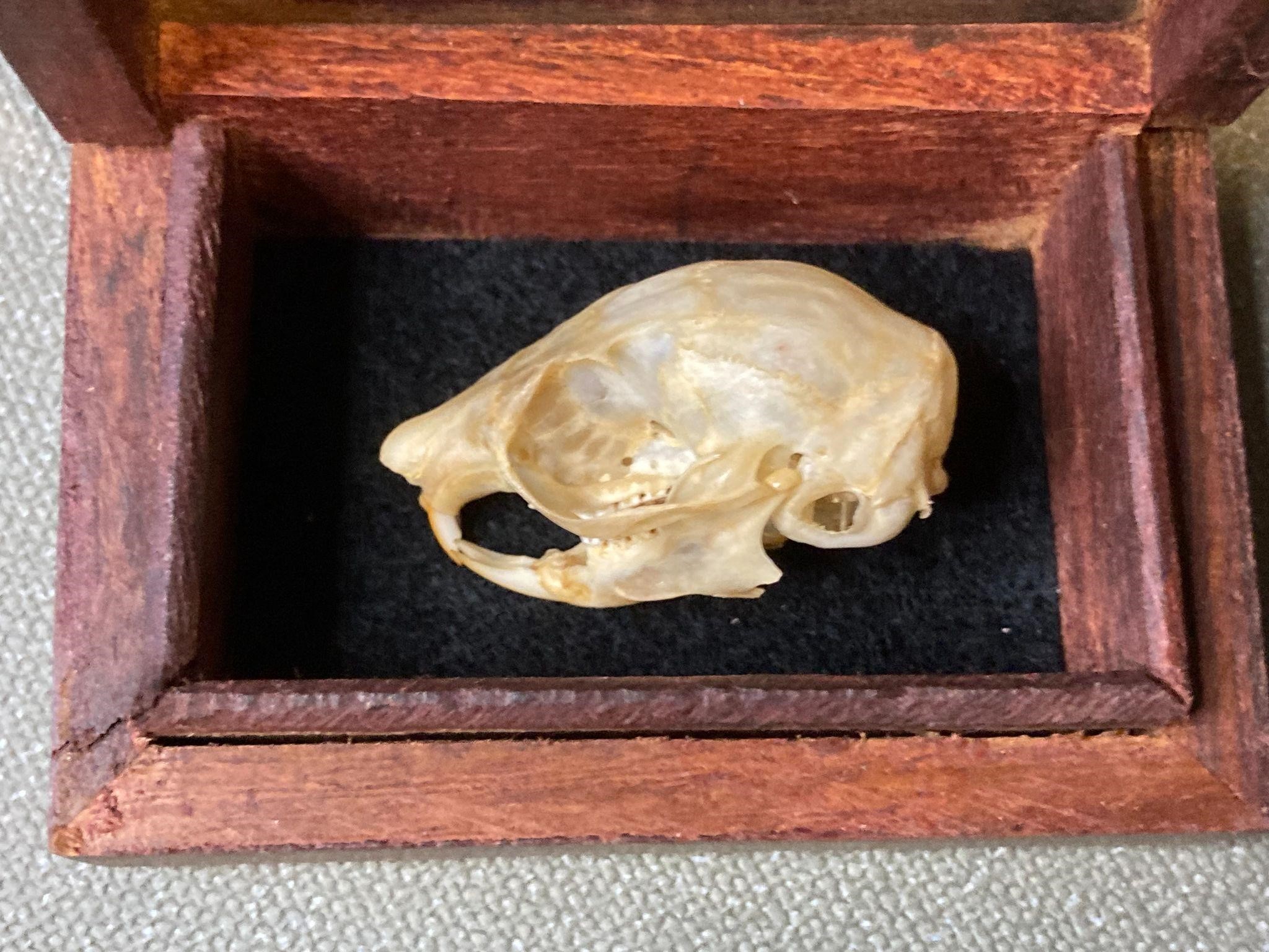 Red Squirrel Skull in Wood Box