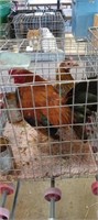 old english bantams