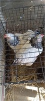 Two lite brahma hens