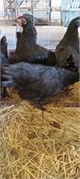 black pullets