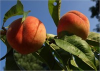 (57) J.H Hale Peach Trees on Lovell Certified