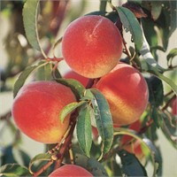 (50) 5/16" Roza Peach Trees on Lovell Certified