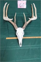 European Deer Head Mount