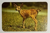 Vintage RPPC Postcard A Little Deer!