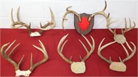 (6) Whitetail Deer / Buck Antlers / Racks