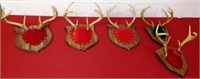 (5) Whitetail Deer / Buck Antlers / Racks