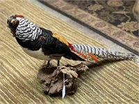 LADY AMHERST'S PHEASANT ON BRANCH