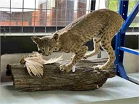 BOBCAT ON LOG WITH ITS CATCH