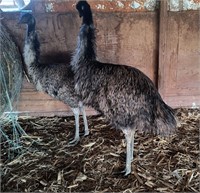 2- Female Emu 2 y/o