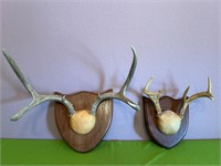 Two Sets of Buck Antlers