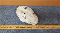 Very Unique Rock--Looks Like Skull! !?