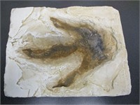 The Dolophosaurus Track from Cretaceous Montana