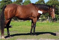 (VIC) FREE TO RUN - THOROUGHBRED MARE