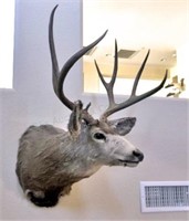 Mule Deer Taxidermy Shoulder Head Mount