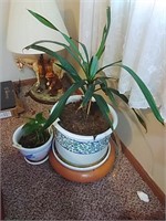 2 Live Potted Plants