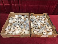 Various Sea Shells