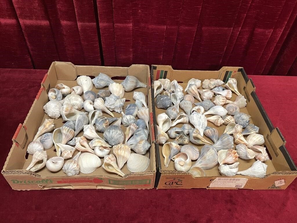 Various Sea Shells