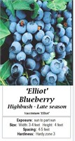 4- BLUEBERRY ELLIOT