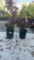 2 Lots of 1 ea 1 Gal Rose Glow Barberry