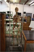 Skeleton Of The Human Body