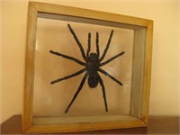 8.5"x 7.5"x 2" Shadowbox W/Tarantula Specimen