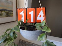 Hoya ( Pseudolittralis) in Hanging Pot